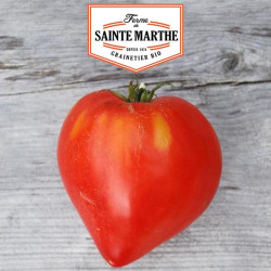 La ferme Sainte Marthe - 50 graines Tomate Coeur