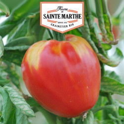 La ferme Sainte Marthe - 50 graines Tomate Coeur de Boeuf