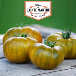 La ferme Sainte Marthe - 50 graines Tomate Evergreen