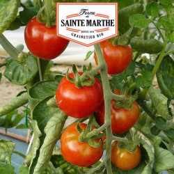 La ferme Sainte Marthe - 50 graines Tomate Gardener's Delight