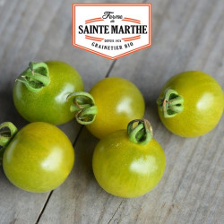 La ferme Sainte Marthe - 50 graines Tomate Green Doctor's Frosted