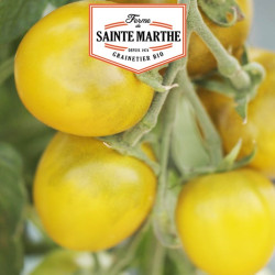La ferme Sainte Marthe - 50 graines Tomate Green Grape