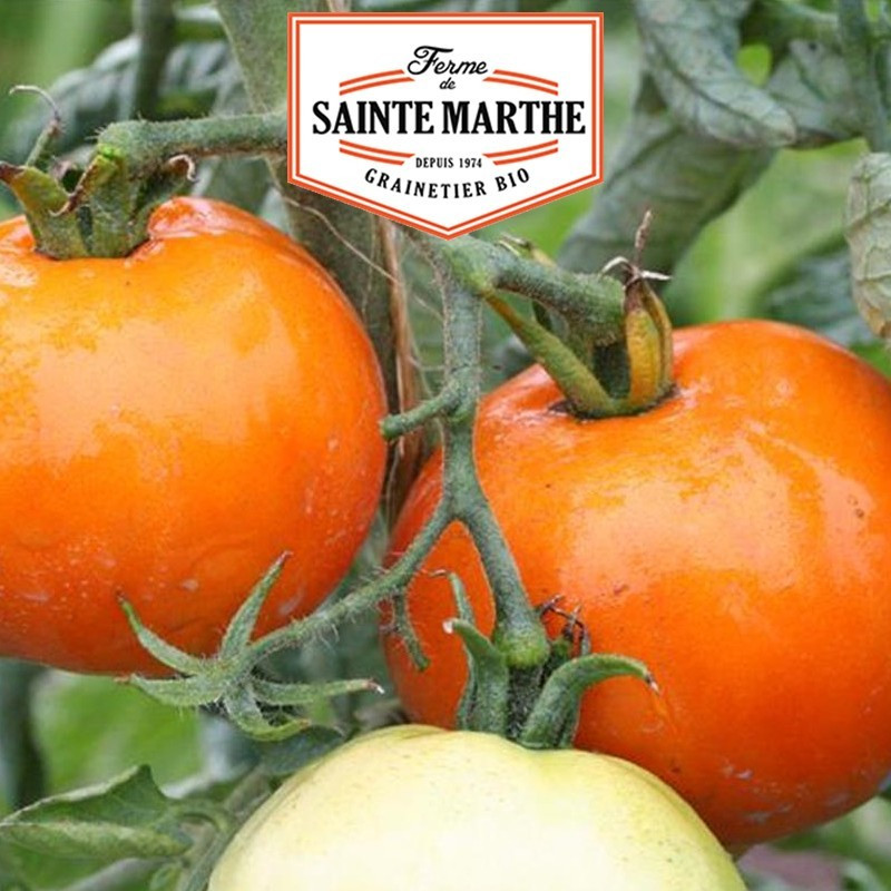 La ferme Sainte Marthe - 50 graines Tomate la Carotina