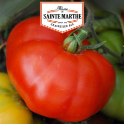La ferme Sainte Marthe - 50 graines Tomate Marmande