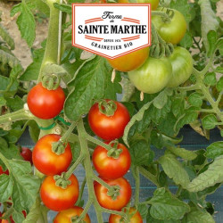 La ferme Sainte Marthe - 50 graines Tomate Miel du Mexique