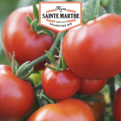 La ferme Sainte Marthe - 50 graines Tomate Moneymaker