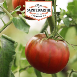 La ferme Sainte Marthe - 50 graines Tomate Noire de Crimée