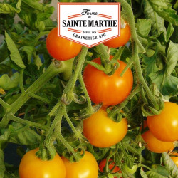La ferme Sainte Marthe - 50 graines Tomate Orange Bourgoin