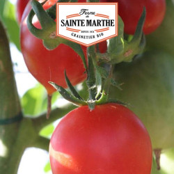 La ferme Sainte Marthe - 50 graines Tomate Petit Coeur de Boeuf