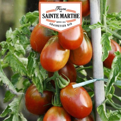 La ferme Sainte Marthe - 50 graines Tomate Prune Noire