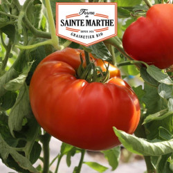 La ferme Sainte Marthe - 50 graines Tomate Russe