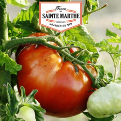 La ferme Sainte Marthe - 50 graines Tomate Sainte Lucie