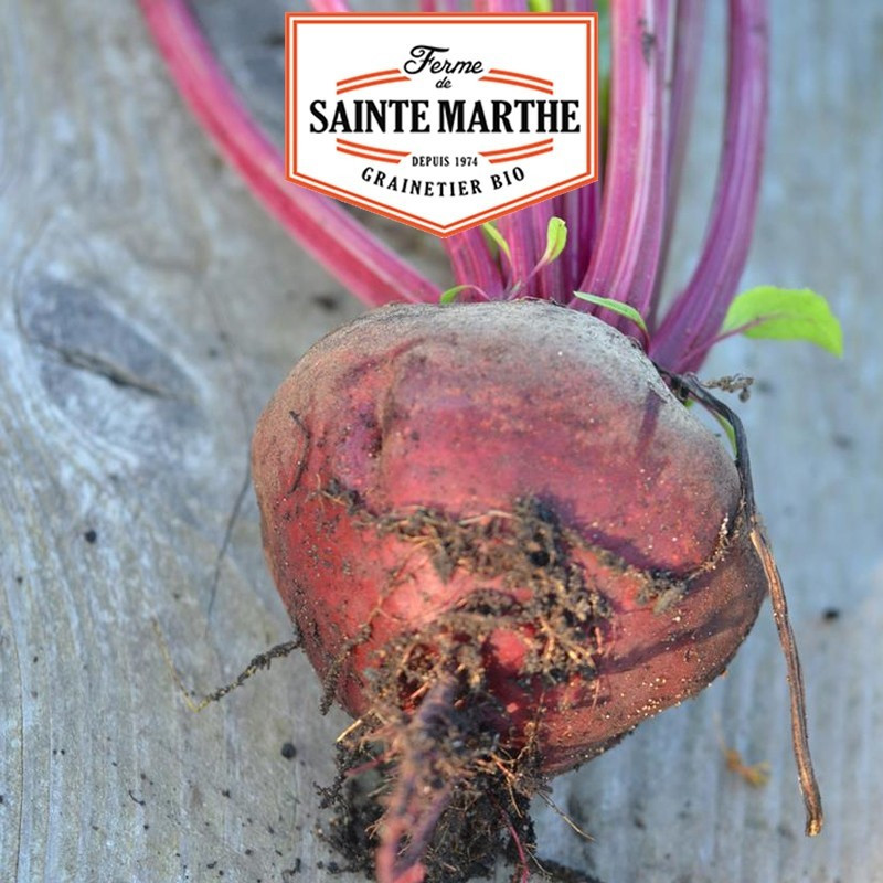 La ferme Sainte Marthe - 150 graines Betterave de Détroit Améliorée 2