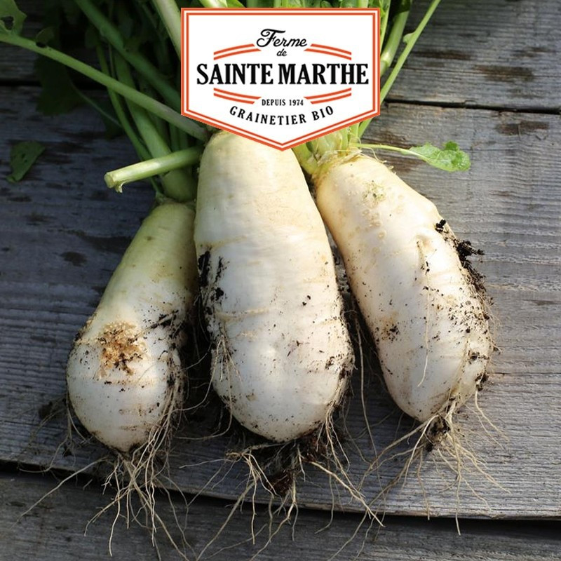 La ferme Sainte Marthe - 300 graines Navet Marteau