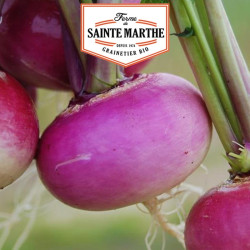 La ferme Sainte Marthe - 300 graines Navet Milan Rouge