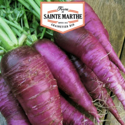 La ferme Sainte Marthe -  500 graines Radis Violet de Gournay