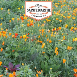 La ferme Sainte Marthe -  800 graines Pavot de Californie