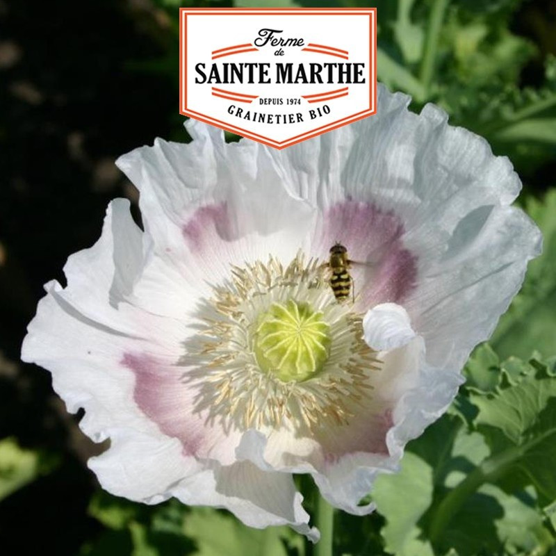 La ferme Sainte Marthe -  2 000 graines Pavot des Jardins Blanc