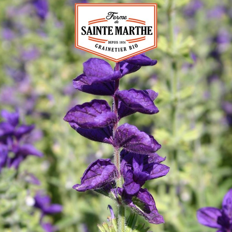 La ferme Sainte Marthe -  100 graines Sauge Verte