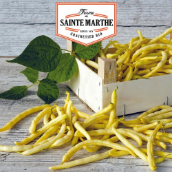 La ferme Sainte Marthe -  10 grammes Haricot à Rames Neckargold Mangetout