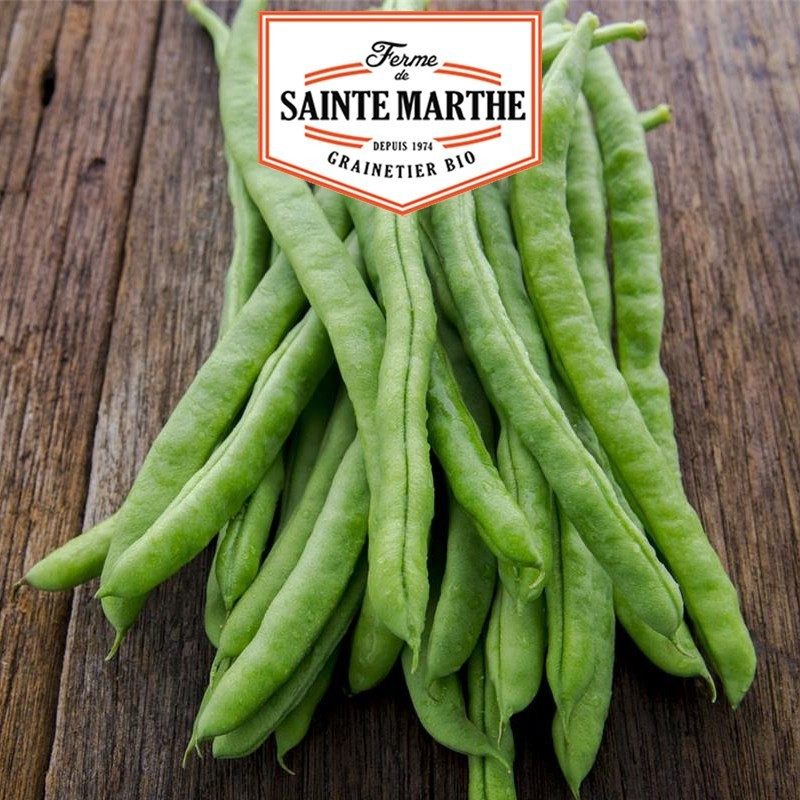 La ferme Sainte Marthe -  10 grammes Haricot à Rames Neckarkonigin Mangetout