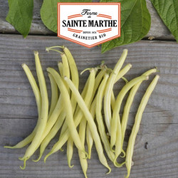 La ferme Sainte Marthe -  10 grammes Haricot Nain Major Mangetout