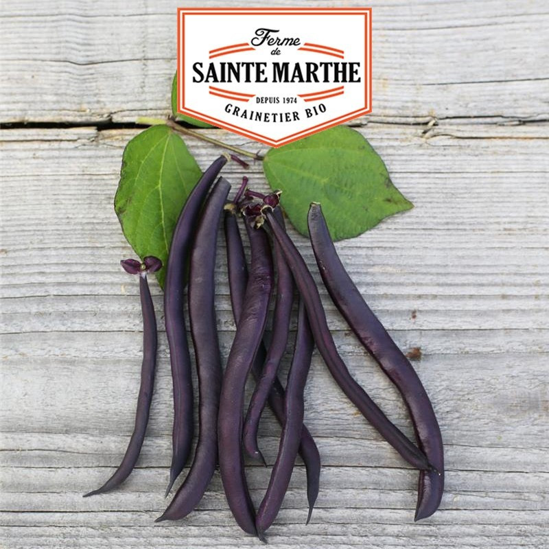 La ferme Sainte Marthe -  10 grammes Haricot Nain Purple Queen Filet sans Fil