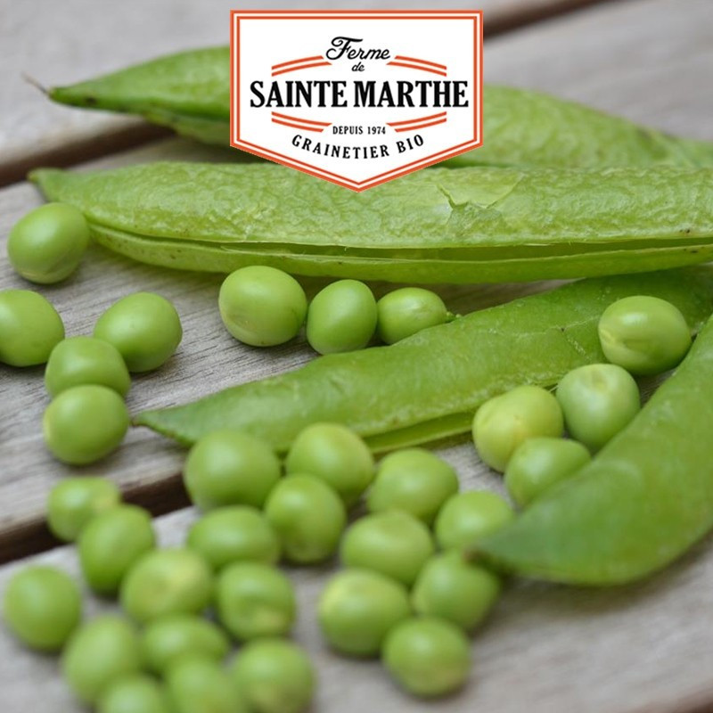 La ferme Sainte Marthe -  10 grammes Pois Nain Merveille de Kelvedon à Grain Ride à Ecosser