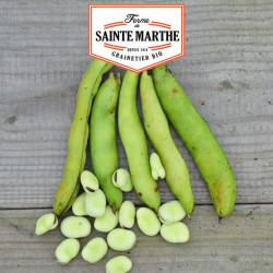 La ferme Sainte Marthe -  80 grammes Fève Aguadulce à très longue cosse