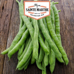 La ferme Sainte Marthe -  80 grammes Haricot à Rames Neckarkonigin Mangetout