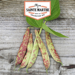 La ferme Sainte Marthe -  80 grammes Haricot Nain Big Borlotto à Ecosser