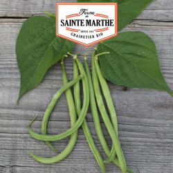 La ferme Sainte Marthe -  80 grammes Haricot Nain Cupidon Filet sans Fil Mangetout