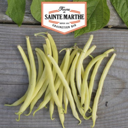 La ferme Sainte Marthe -  80 grammes Haricot Nain Major Mangetout