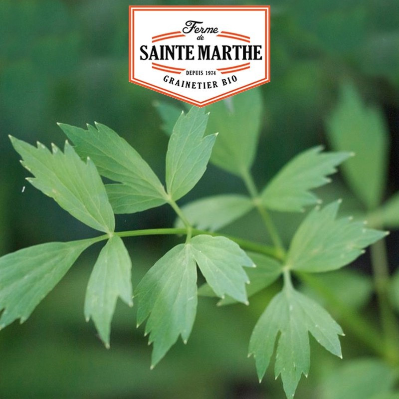 La ferme Sainte Marthe - 500 graines Ache des Montagnes