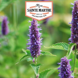 La ferme Sainte Marthe - 200 graines Agastache Rugosa