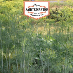 La ferme Sainte Marthe - 200 graines Aneth Hera