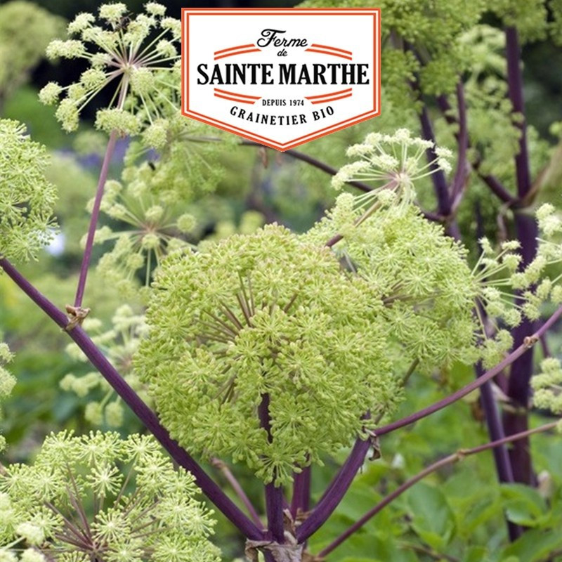 La ferme Sainte Marthe - 500 graines Angélique officinale