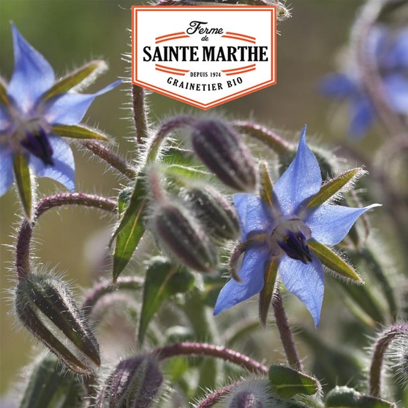 La ferme Sainte Marthe - 150 graines Bourrache Officinale