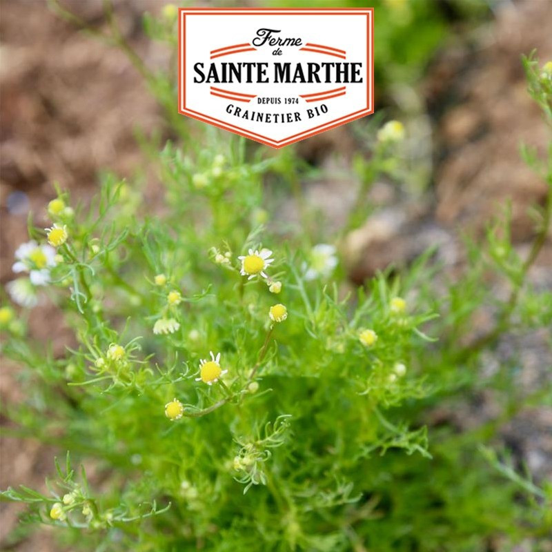 La ferme Sainte Marthe - 5000 graines Camomille Matricaire