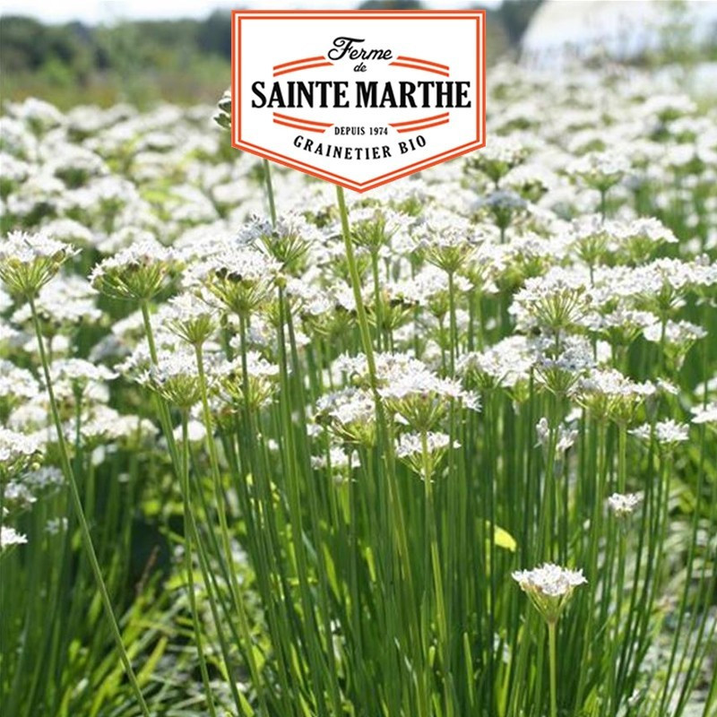 La ferme Sainte Marthe - 200 graines Ciboule de Chine