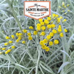 La ferme Sainte Marthe - 250 graines Helichryse plante Curry