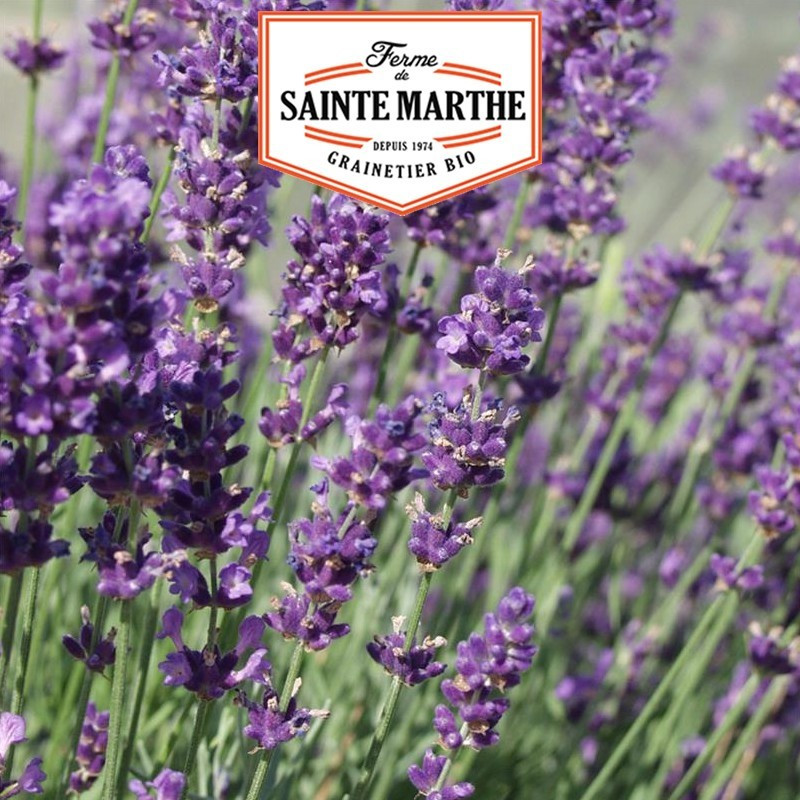 La ferme Sainte Marthe - 500 graines Lavande Officinale