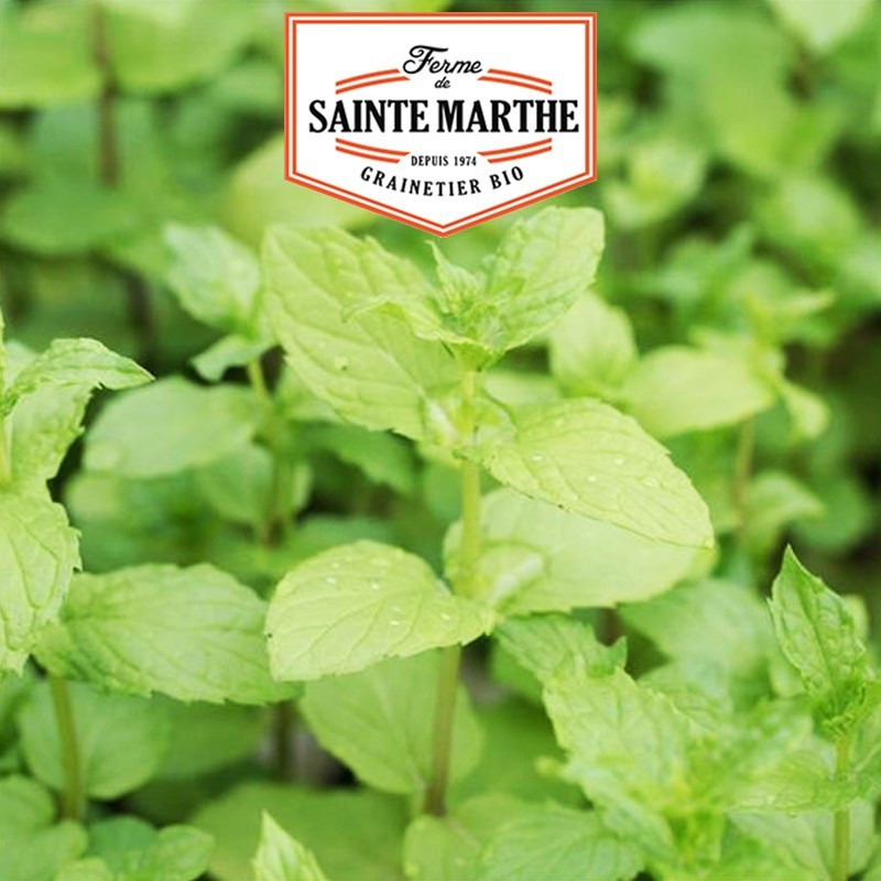 La ferme Sainte Marthe - 500 graines Menthe poivrée