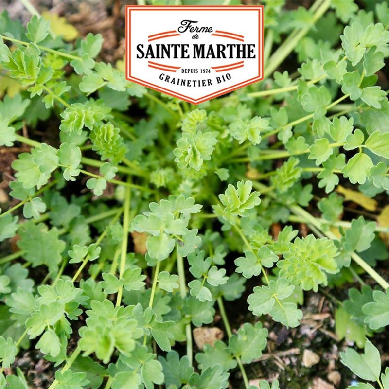 La ferme Sainte Marthe - 100 graines Petite Pimprenelle