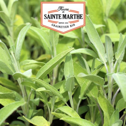 La ferme Sainte Marthe - 150 graines Sauge Officinale