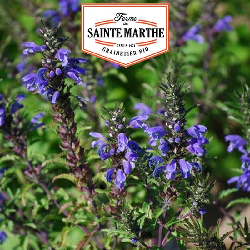 La ferme Sainte Marthe - 200 graines Thé des Jardins