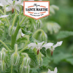 La ferme Sainte Marthe -  50 graines Bourrache Blanche