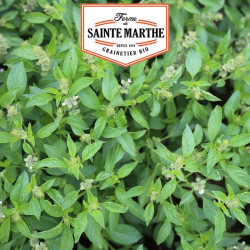La ferme Sainte Marthe - 200 graines Basilic Citron Vert