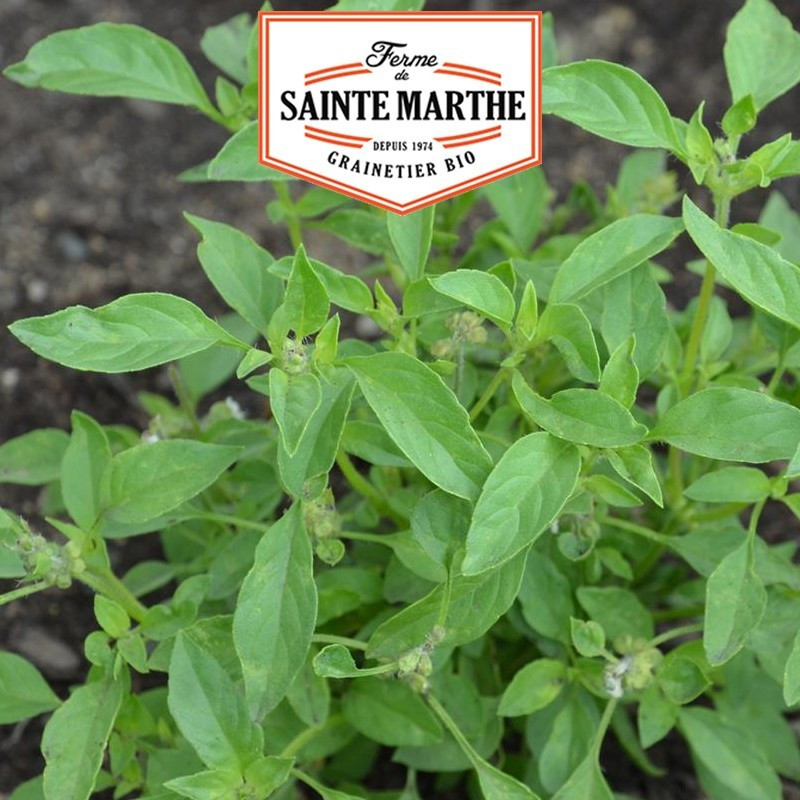 La ferme Sainte Marthe - 250 graines Basilic Citron Vert Non Traité