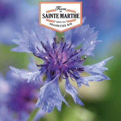 La ferme Sainte Marthe -  400 graines Bleuet